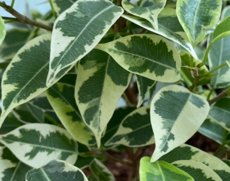 벤자민고무나무